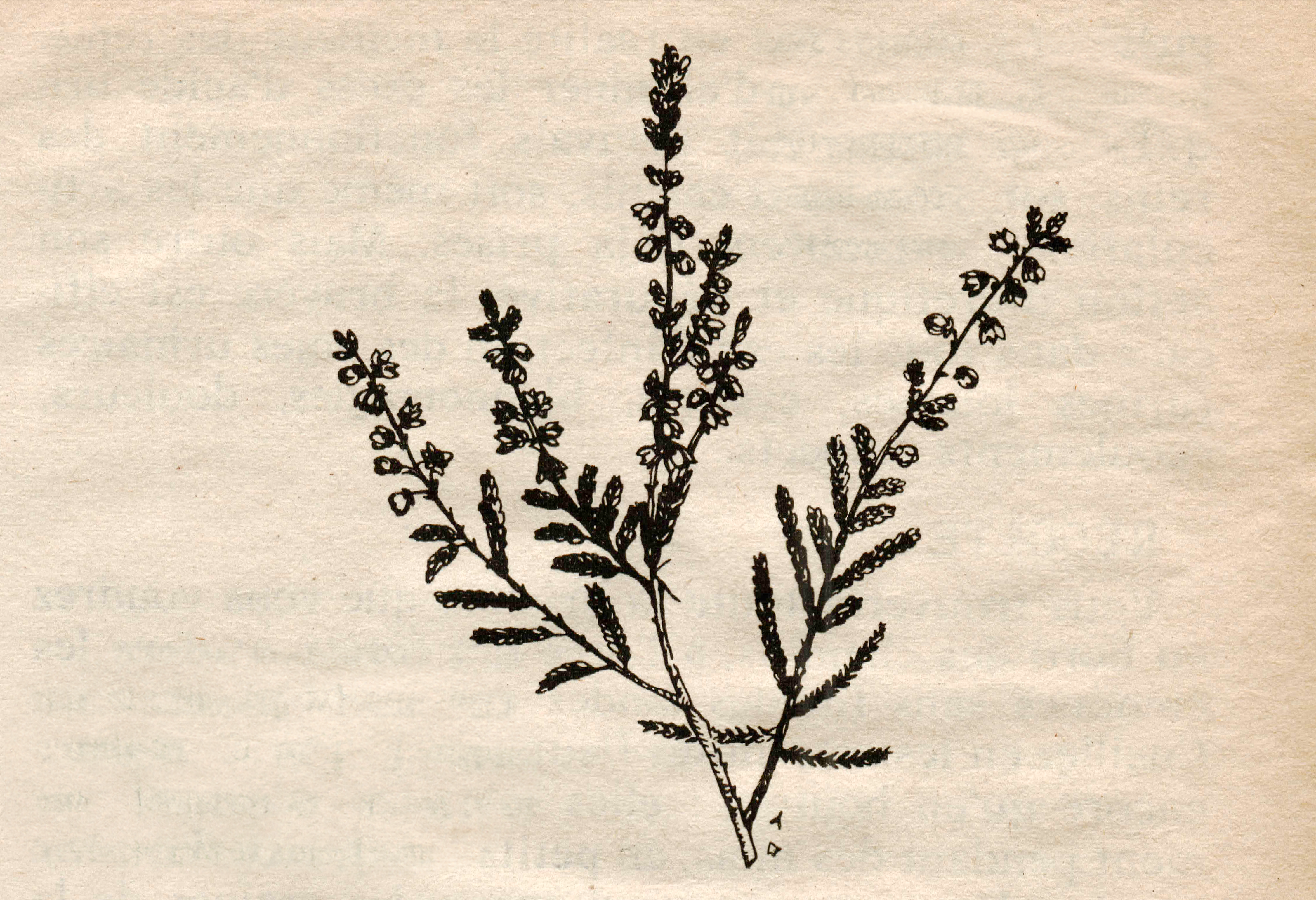 Botanic Scans — photo 4